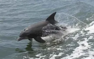 Dolphin census in Odisha's Bhitarkanika from Jan 20