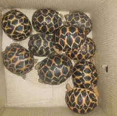 Two held for selling rare tortoise in Odisha capital