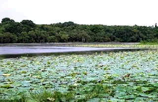 Odisha govt to restore Kanjia Lake on capital city outskirts
