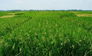 NRRI scientist develops five new varieties of paddy in Odisha