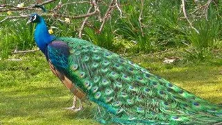 Peacocks are not celibate - Bird experts debunk Rajasthan judge's claims