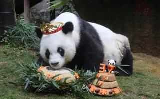 China to hold memorial for world's oldest panda