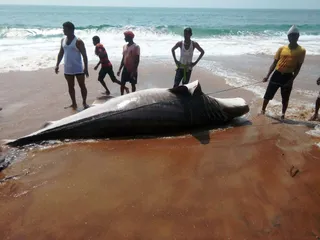 Carcass of 16-feet-long shark found at Puri sea beach in Odisha