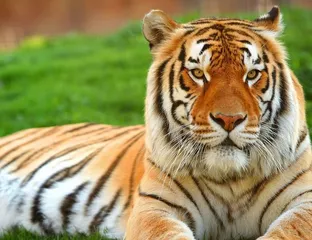 Odisha houses more than 60 Royal Bengal Tigers: Minister