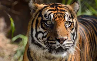 Sumatran tigers on path to recovery: Study