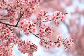 Odisha-born professor paints Shillong pink with cherry blossoms