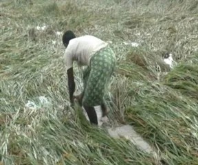 Odisha cancels weekend holidays of staff in rain-hit dists