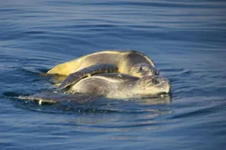 Olive Ridleys' breeding season begins in Odisha's Rushikulaya