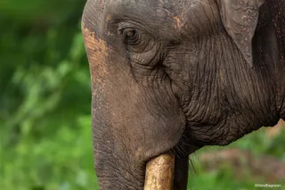 Dwindling elephant number: A mighty loss that can prove costly for Odisha's ecology