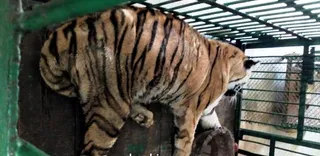 Tigress dies in Odisha's Nandankanan zoo