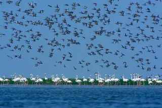 Know the avian guests who no longer visit Odisha's Chilika