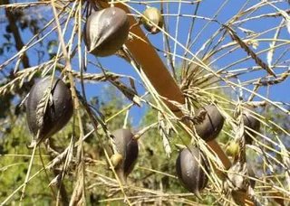 Exclusive: ‘Gregarious bamboo flowering’ in Odisha forests trigger famine fear