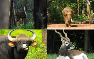 Odisha's lesser-known wildlife sanctuaries call out to tired souls seeking adventure