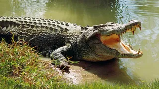 Odisha, the only state in India to have three species of crocodiles