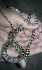 Surprise visitor! Rare flying snake rescued in Odisha