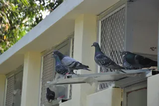 Pigeongram: Odisha police keeping tradition with modernity