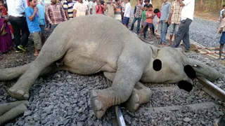 Four jumbos run over by train in Odisha's Jharsuguda