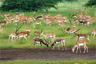 Good news! Blackbuck population go up in Odisha's Ganjam