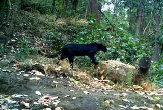 Odisha reports its first black panther in Sundargarh forest