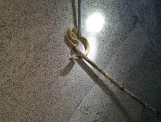 Watch: Cobra rescued from runway at BPIA in Odisha capital