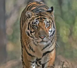 Tiger brought from MP settles down in Odisha