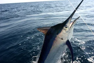 185 kg Black Marlin fish caught in Odisha’s Dhamra