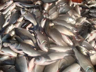 No formalin found in fish sold in Odisha’s Cuttack: Officials