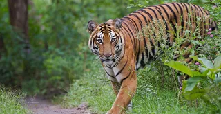 Number of tigers in Odisha remains unchanged: NTCA