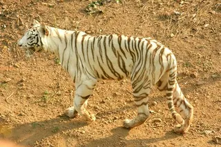 Amid ‘Sundari’ fear, tigress brings cheer for animal lovers in Odisha