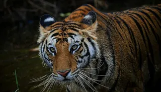 Royal Bengal tiger translocated from MP found dead in Odisha forest