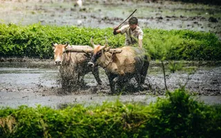 Odisha to weed out fake KALIA beneficiaries