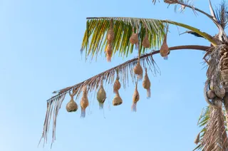 Baya weavers survive wrath of Cyclone FANI; record number of birds sighted
