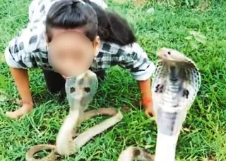 Snake kissing stunt proves dear to Odisha youth
