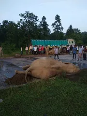 Three elephants mowed down by truck in Odisha