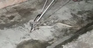 Odisha: Man unpacks parcel, finds snake inside