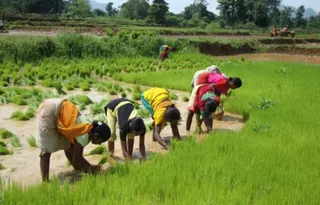 Antibiotic use in farming may spur bacteria resistant to human immune system