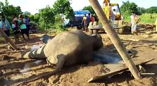 Virus attack killed female elephant in Chandaka sanctuary: Post mortem report