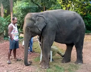 Elephant Gauri dies at Odisha's Nandankanan zoo