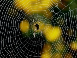 New trapdoor spider species discovered in Odisha’s Nilagiri