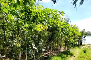 Japanese green belting method comes to Chennai