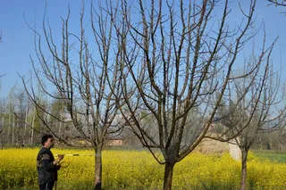 Scientists reveal distribution history of endangered trees