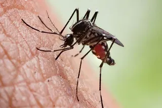 Some arthritis may be caused by mosquito-borne viruses