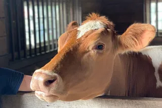 Cows prefer 'live' communication with humans: Study