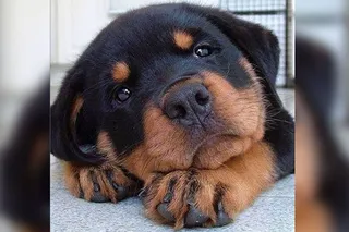 Five distinct dog types existed 11,000 years ago: Study