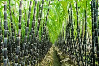 Revival of Aska sugar factory on anvil; CM Majhi directs to form task force