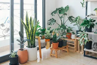 A Beginner's Guide to Indoor Plants