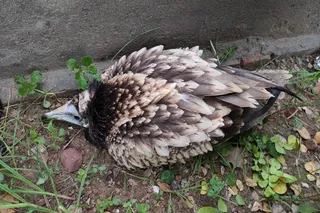 Rare Egyptian vulture rescued in critical state in Agra