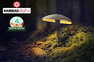 Does mushroom hold key to survival of mankind?