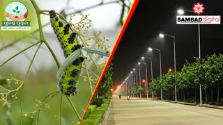 LED street lights potential contributing factor in decline in insect populations