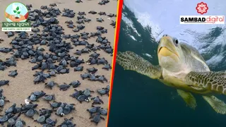 App to keep vigil on fisherfolk to protect olive ridleys along Odisha coast